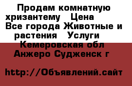 Продам комнатную хризантему › Цена ­ 250 - Все города Животные и растения » Услуги   . Кемеровская обл.,Анжеро-Судженск г.